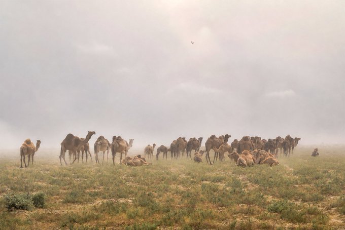 A herd of camels gathered on a grassy plain under an overcast, hazy sky in what looks like Central Asian steppe.