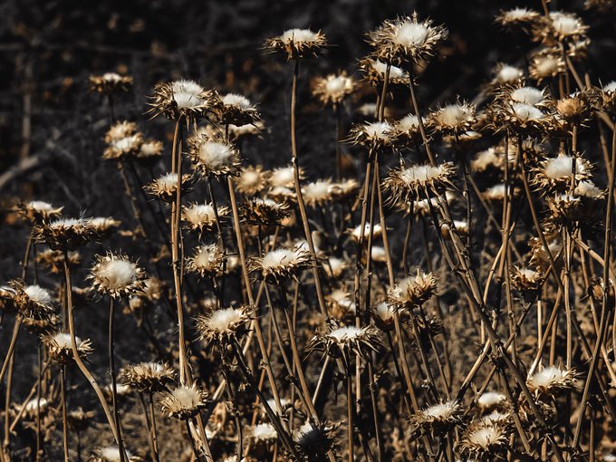 Dried, sun-bleached flowers stand tall with fluffy white seed heads catching the light, embodying the quiet persistence of life amid desert decay. The image perfectly illustrates the post's reflection on how these plants endured the relentless heat, their cotton-like seeds remaining alive and ready to begin anew.
