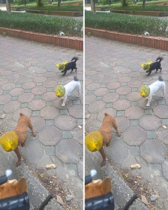 Two side-by-side photos showing three small dogs (black, white, and brown) walking on a paved pathway with yellow bags or nets covering their heads.