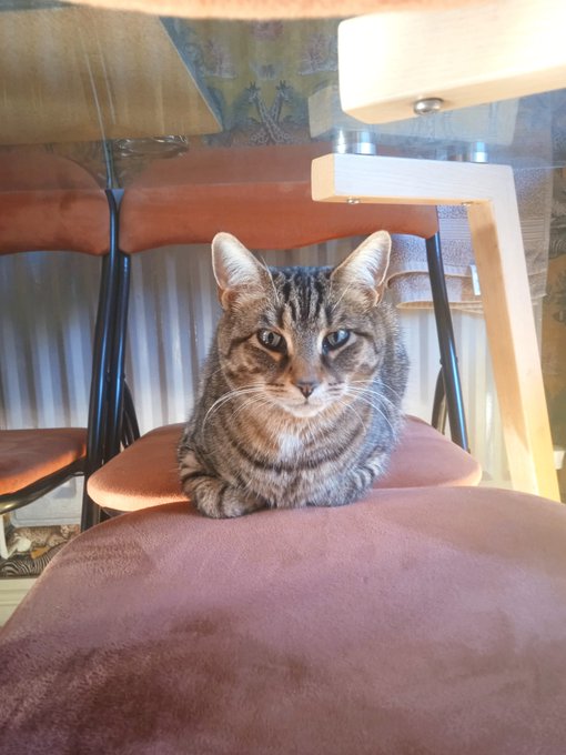 A tabby cat with striking blue eyes sits perched on a brown chair cushion, looking directly at the camera.