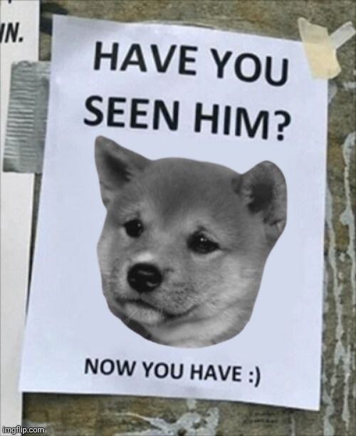 A missing person poster taped to a wall showing a Shiba Inu puppy with the text 'HAVE YOU SEEN HIM? NOW YOU HAVE :)'.