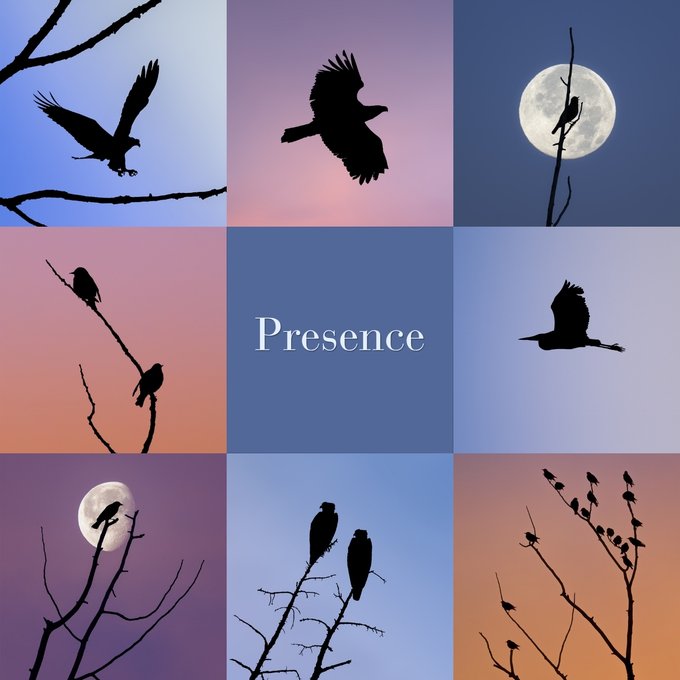 The image showcases eight photographs featuring silhouetted birds perched or flying against a backdrop of various colors, including reds, oranges, pinks, blues, and purples. Below these images, there's a caption that reads "Presentation" with the word " Presence" placed in white.