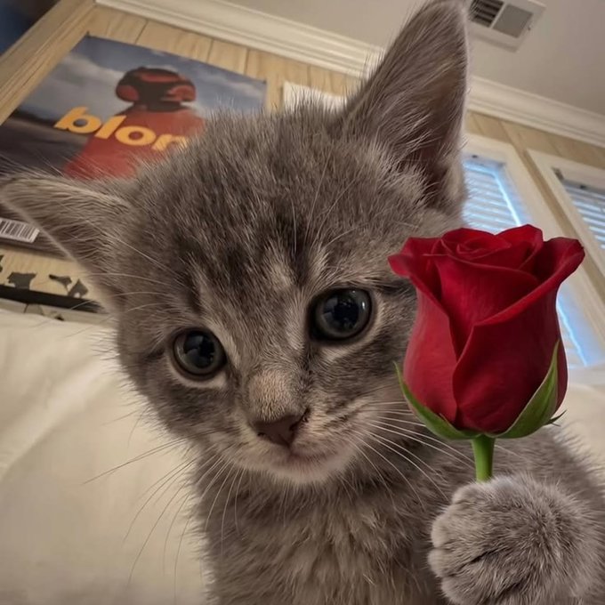 A close-up photo of a grey kitten with large blue eyes being held next to a red rose.