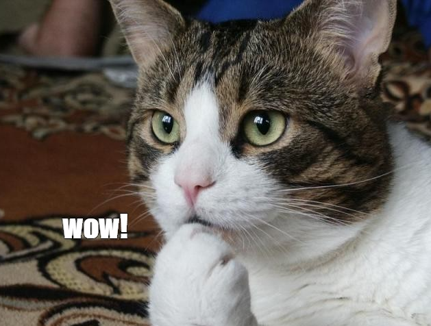 A close-up photo of a brown and white tabby cat with wide, attentive green eyes has the text "wow!" overlaid next to its paw. The cat's impressed expression humorously mirrors the post's announcement of nearly 2M FXRP being minted in a single transaction, conveying amazement at the large amount.