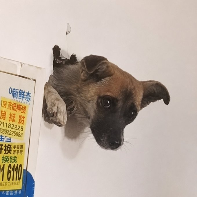 A small brown and black dog peers out from a hole it has apparently chewed through a white wall, with a torn Chinese advertisement for moving/relocation services (featuring the number "1182228") visible beside the opening. The image humorously illustrates the post's narrative of a dog literally breaking through the wall, tying into the playful "$WALLY" meme token branding with the website "doginwall.fun."