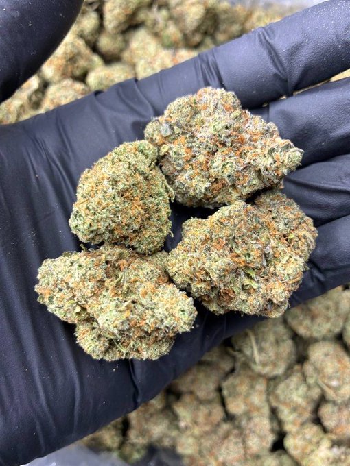 A close-up photograph of a gloved hand holding several dried cannabis buds, with more buds visible in the background.