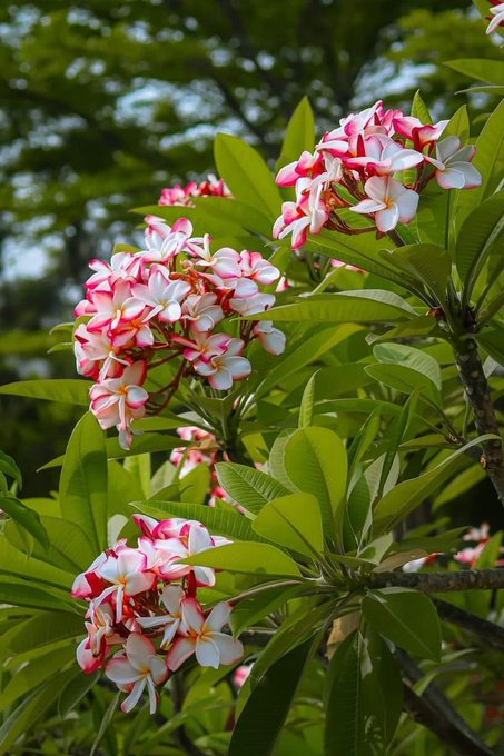 The image features a close-up view of pink and white flowers on a tree branch. The flowers are surrounded by green leaves, creating an aesthetically pleasing composition. In the background, there's some text that reads "Good Morning @NomismaNetwork & @useTria". This suggests that the photo was taken during the morning hours when people tend to check their social media feeds or engage in other online activities.

The main focus of the image is the beautiful flowers and leaves on the tree branch, which are the primary elements captured in the photograph. The presence of these natural elements adds a sense of tranquility and harmony to the scene.