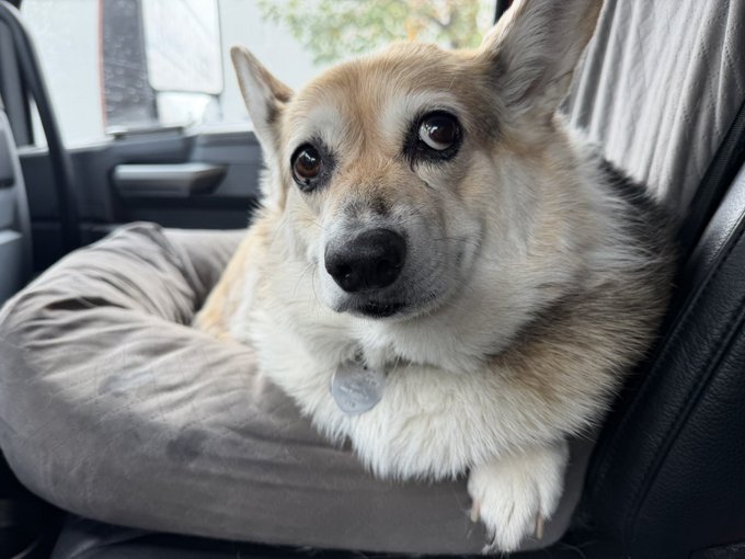 A tan and white Corgi with large ears and soulful eyes rests on a gray cushion in the backseat of a car, wearing a heart-shaped ID tag. The dog's slightly accusatory expression perfectly matches the caption's playful accusation about being left out of petting barn kitties.