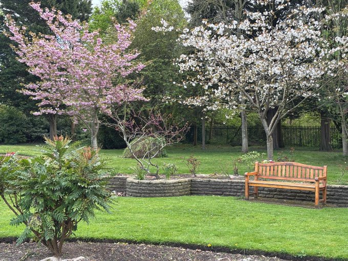 A serene park scene featuring a pink magnolia tree and a white-blooming tree behind a stone wall, with a wooden bench on a green lawn.