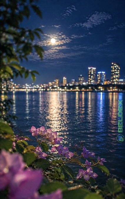 A nighttime cityscape photograph with the moon and clouds over a waterfront, city lights reflecting on the water, framed by pink flowers in the foreground, watermarked 'BELIDEX'.