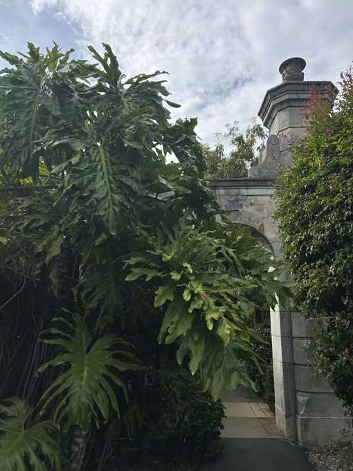 A stone archway partially obscured by large, lush green philodendron leaves under a cloudy sky.