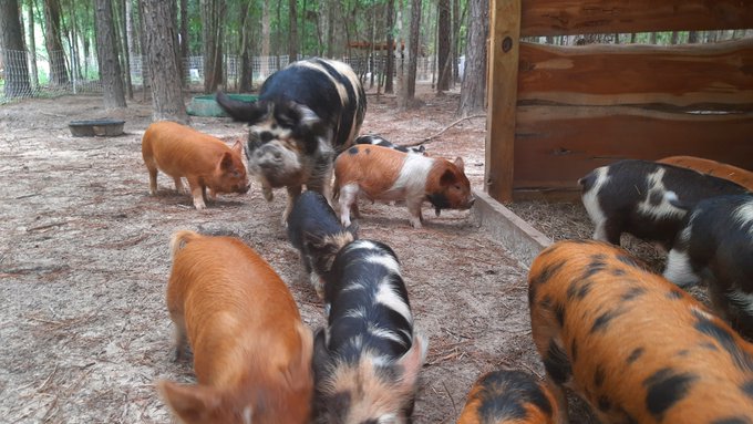 The image shows a group of pigs gathered together in an enclosure or pen. There are at least 12 pigs visible, with some standing near each other while others are scattered throughout the scene. The pig's colors include black, brown, white, and orange, creating a diverse and lively atmosphere within the enclosure.