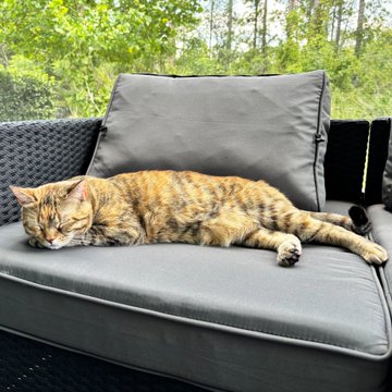 An orange tabby cat lounging relaxed on a gray outdoor sofa with cushions, set against a backdrop of green trees and foliage.