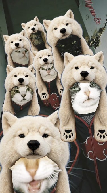Multiple cats are humorously composited into the bodies of Akatsuki cloaked figures from Naruto, with "Akatsuki" text visible in red in the upper right corner.