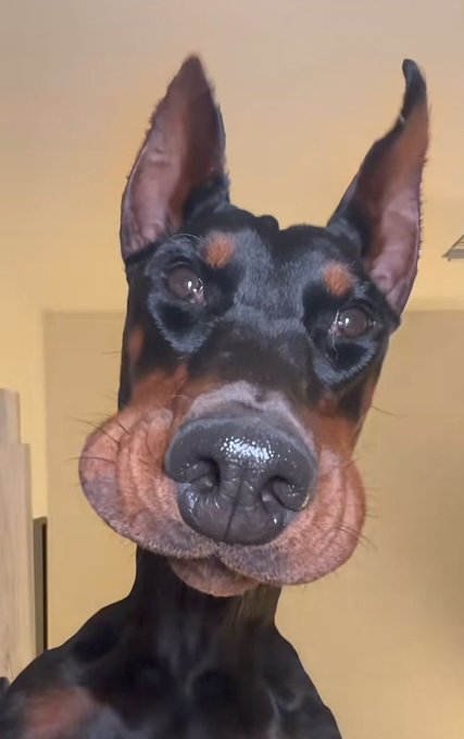 A close-up portrait of a black and tan Doberman Pinscher looking directly at the camera indoors.
