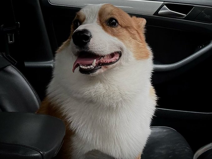 A happy Corgi dog with its tongue hanging out sits on a black leather car seat, looking upward.