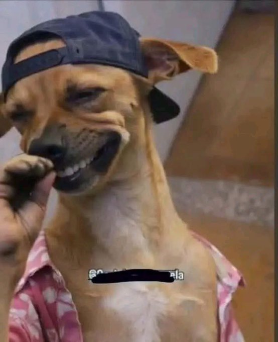 A small brown dog wearing a backwards baseball cap and a pink Hawaiian shirt smiles broadly, appearing to be dressed up and posed for the camera.