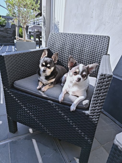 Two small Chihuahuas, one black and tan and the other white and brown, rest together on a gray cushion on a black wicker patio chair.