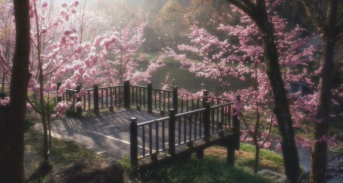 A scenic view of a wooden bridge surrounded by blooming pink cherry blossom trees in a tranquil garden setting with soft sunlight filtering through.
