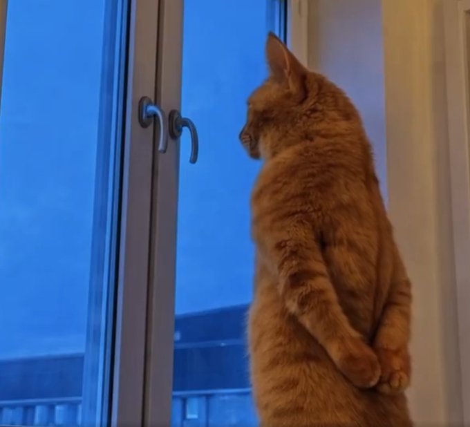 An orange tabby cat stands upright on its hind legs, looking out a window at dusk with its paws held close to its body.