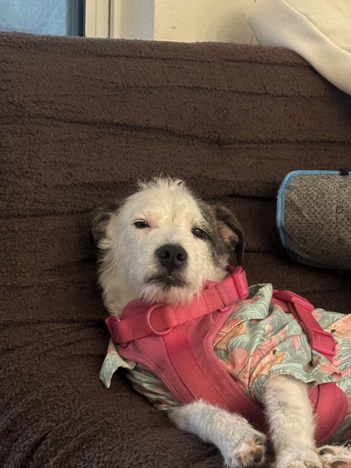 A small white and brown terrier-mix dog wearing a pink harness and a tropical-patterned outfit, resting on a brown couch.