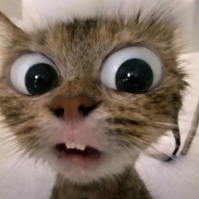 Extreme close-up of a tabby kitten with very large, wide-open eyes staring directly at the camera, with its mouth slightly open showing small teeth, giving it a surprised or shocked expression.
