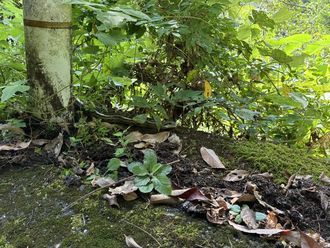 Close-up ground-level photograph of a small green seedling growing through moss and fallen leaves in a forested area.