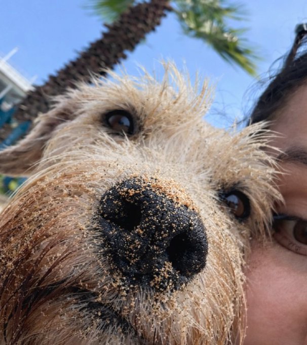 A close-up selfie of a shaggy light-brown dog with a sandy black nose, taken outdoors with a palm tree and blue sky in the background.