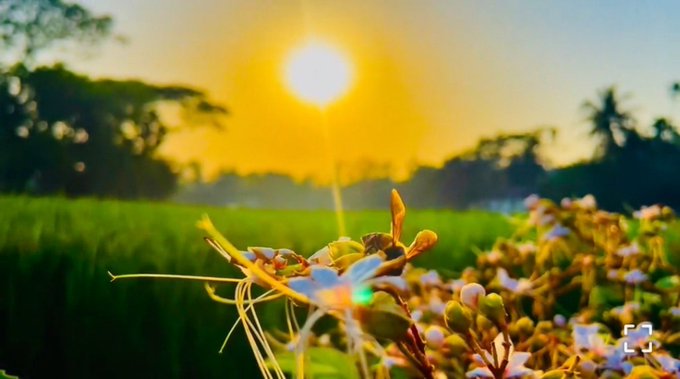 A vibrant nature photograph of small flowers in the foreground silhouetted against a bright golden sunset over a green field with palm trees.