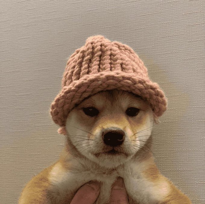 An adorable Shiba Inu puppy wearing a chunky pink knitted beanie, perfectly embodying the "woof" reference to $WIF (dogwifcoin), a popular meme coin featuring a Shiba Inu wearing a pink hat.