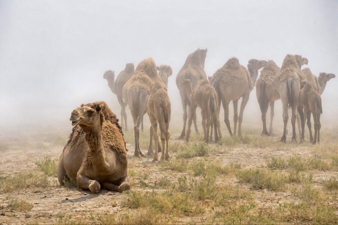 A herd of camels rests and stands in a dusty desert, with one camel seated prominently in the foreground. The image accompanies the post: “Hiiii new drop @objktcom ‘The Legacy of the Desert’ 1/1 90 tezos,” evoking the work’s desert theme and scarcity.