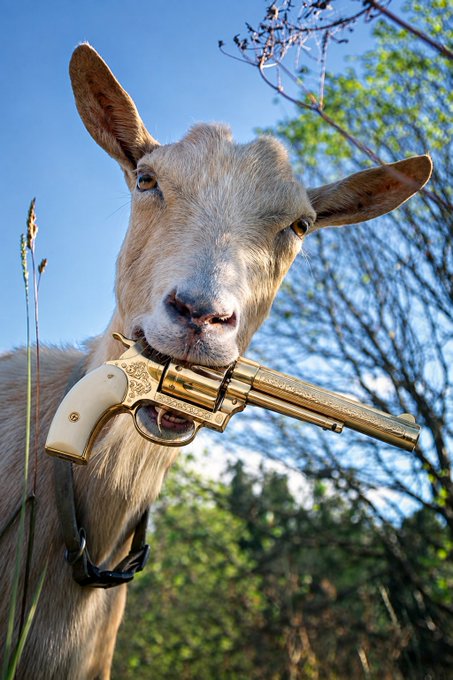 A goat stands outdoors holding a golden revolver in its mouth.