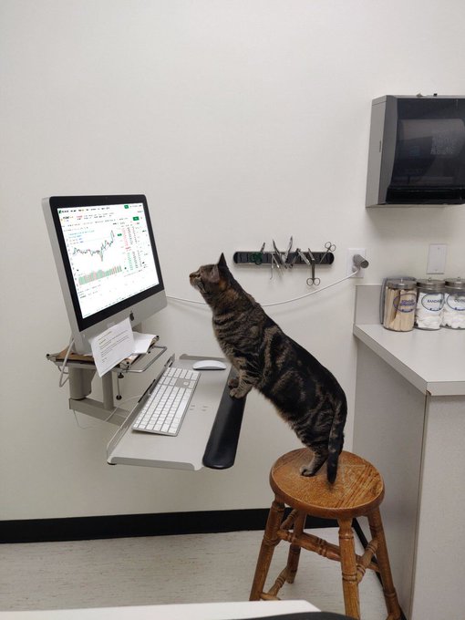 A tabby cat balances on a wooden stool in front of a computer displaying stock market charts, fully invested in monitoring the trading activity. The image humorously captures feline dedication to finance, suggesting the cat is too focused on the markets to bother with a vet appointment.