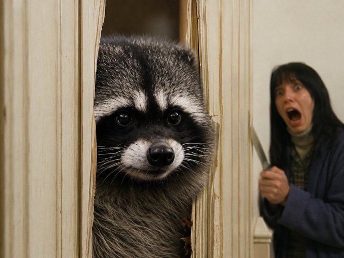A raccoon peers through a damaged wooden door frame while a shocked woman with dark hair holds a knife, mouth agape in fear—capturing the perfect "someone is about to break in" moment that humorously introduces the arrival of $JIMOTHY.