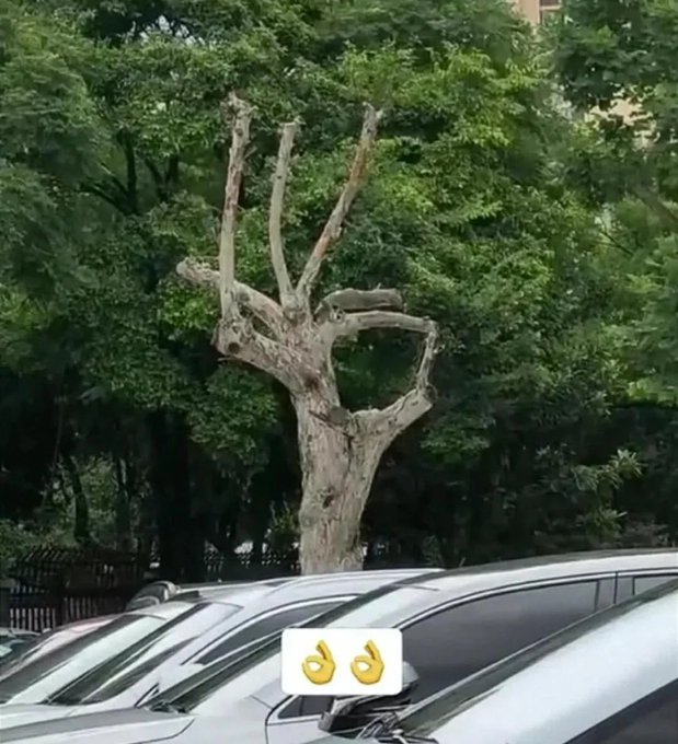 A tree that has been heavily pruned, leaving a peculiar hand-like shape with two 'fingers' pointing upward, with an emoji caption of two pointing fingers overlaid.