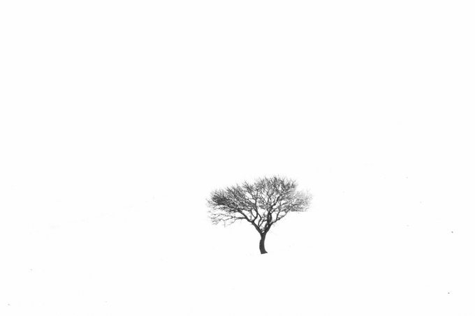 A solitary tree stands in a vast expanse of white snow.