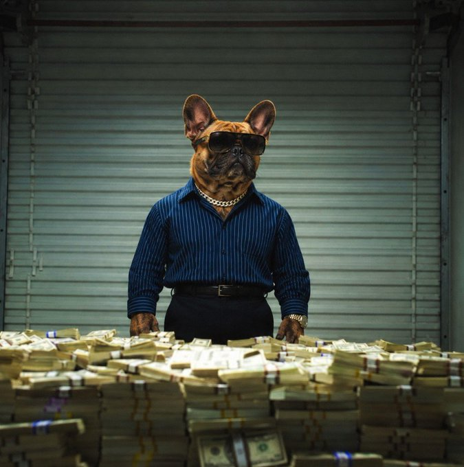 A French Bulldog wearing sunglasses, a blue striped shirt, and a gold watch stands behind a massive pile of bundled cash in front of a corrugated metal garage door.