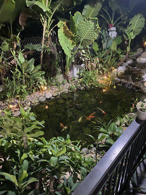A nighttime view of a backyard koi pond filled with fish, surrounded by tropical plants and illuminated by small lights.