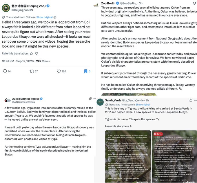 The image shows four social media posts from accounts claiming to be zoos (Beijing Zoo, Zoo Berlin, Austin Siamese Rescue, and Senda Verde) sharing nearly identical announcements about a leopard cat named Oskar/Tygir/Tilcayo from Bolivia being identified as a newly described species, Leopardus tilcayo. This relates to the accompanying post by highlighting how these "zoo accounts" all posted the same story using different cat names, likely a coordinated scheme to promote various memecoins to unsuspecting buyers.