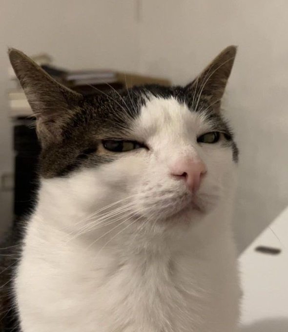 The image features a cat with white fur, black ears, and a pink nose looking directly at the camera. The cat appears to be sitting or standing next to a desk area, possibly an office setting. There are also some books visible on the desk, which might suggest that this is a workspace or study area for someone who works from home.