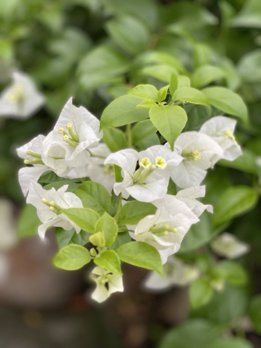 A close-up photograph of delicate white bougainvillea flowers blooming among fresh green leaves.