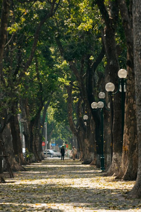 A scenic tree-lined pathway covered with fallen leaves, featuring vintage green lamp posts and a couple of pedestrians walking in the distance.