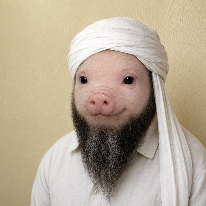 The image features a pig dressed as Osama bin Laden, wearing a white head wrap and a long black beard, paired with a collared shirt. The caption "Osama Pig Wigger $Wigger EqF9FHqsC65zVxJvKWk2duv1Y8Ct7J5UCkmYvWd9pump" appears to be a meme token reference, with the photo humorously combining the pig's snout with bin Laden's iconic appearance.