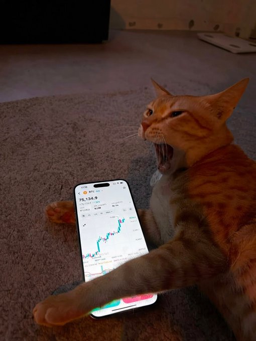 An orange tabby cat yawning widely while lying on a carpet with its paw resting on a smartphone displaying the Bitcoin (BTC) price chart at 75,134.9.
