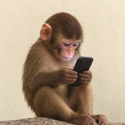 A small monkey sits on a rock, intently looking at a black smartphone it is holding in its hands.