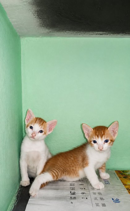 Two small orange and white kittens are sitting on a newspaper inside a corner with mint green walls.