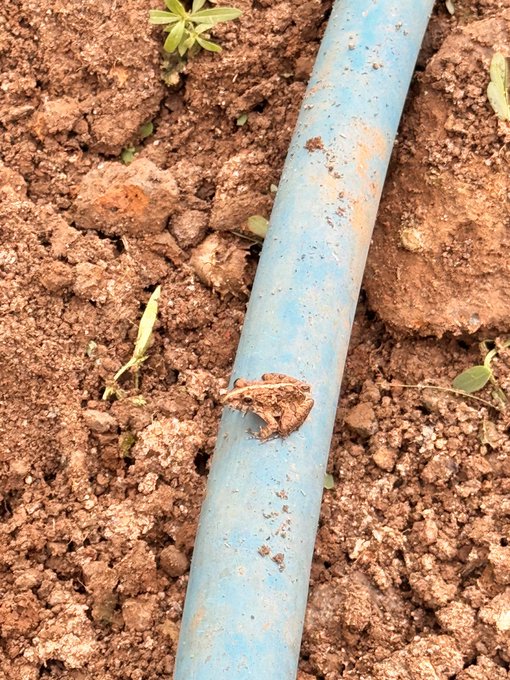 A blue plastic pipe running diagonally across reddish-brown dirt, with a clump of soil covering a hole in the pipe and small green plants growing nearby.