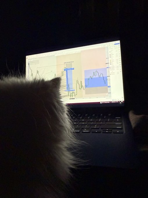 A dark scene showing a fluffy cat in silhouette looking at a laptop screen displaying trading charts with blue highlighted zones.