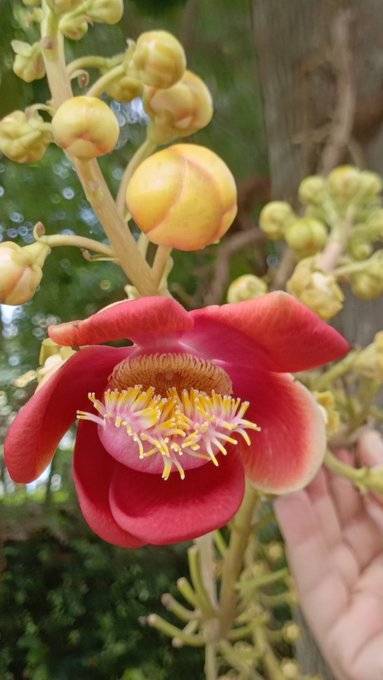 A close-up photograph of a Cannonball tree flower with deep red petals, a yellow center with stamens, and round buds on the branch, held by a hand.