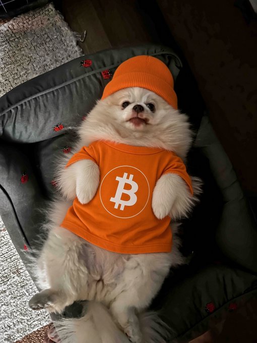 A fluffy white Pomeranian dog wearing an orange beanie and an orange Bitcoin logo t-shirt, lying on its back on a gray pet bed.